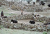 Ladakh - groups of nomadic along the road to Pangong Tso